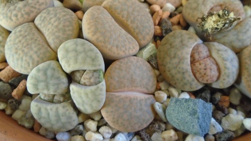 Lithops inceput de vegetatie - Suculente 2019