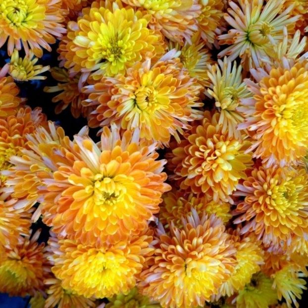 Crizantema tricolora - CRIZANTEME