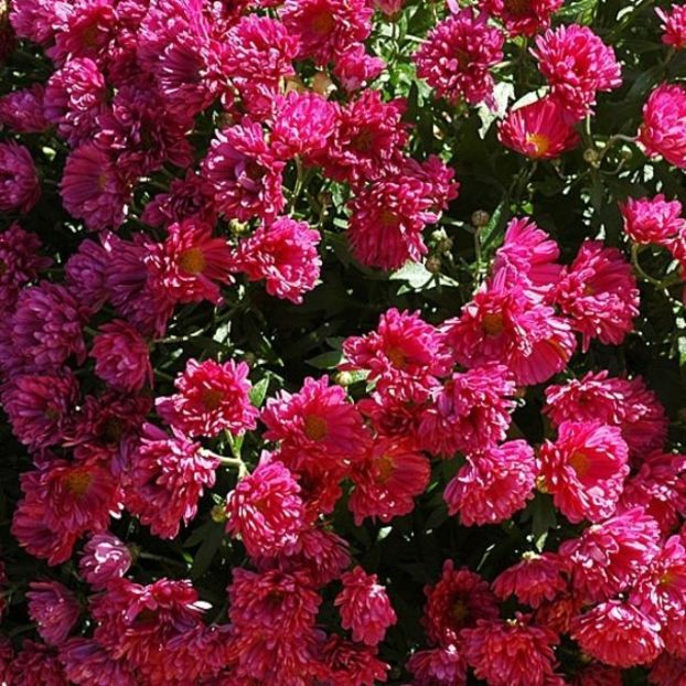 gulimage-lel - CRIZANTEME