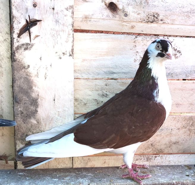 170  mascul  2016 - 00001 porumbei dragi mie arhivă