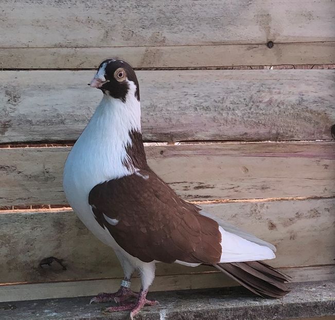 5707  mascul  2015 - Plecați ALBUM 3