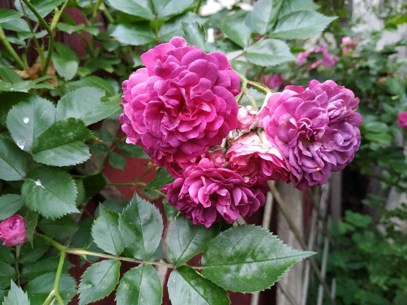  - Bleu Magenta