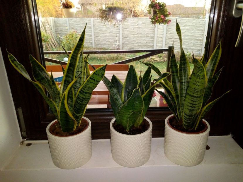  - Cactuși și suculente