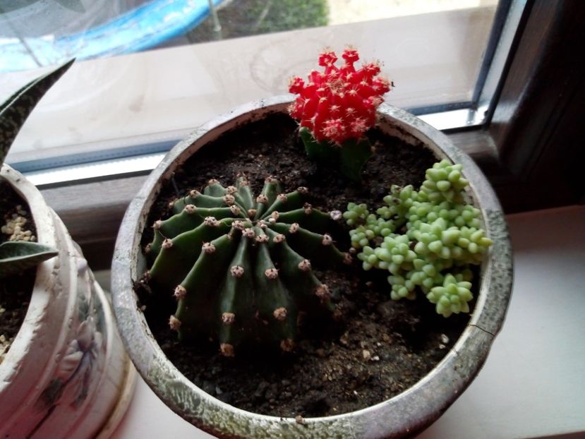  - Cactuși și suculente