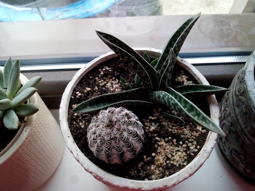  - Cactuși și suculente