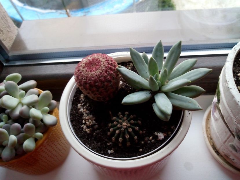  - Cactuși și suculente