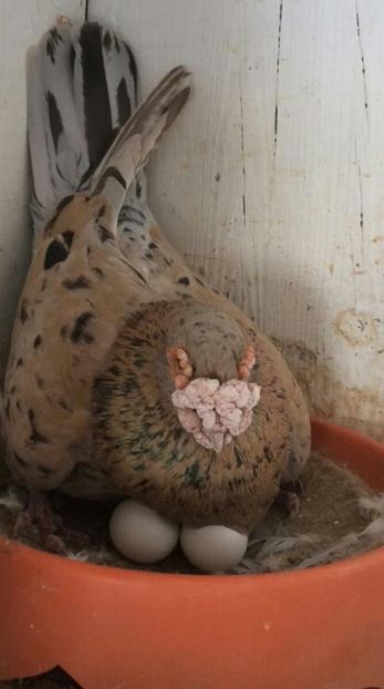 IMG-20200110-WA0025-1 - ANDALUZI HOMOZIGOTI