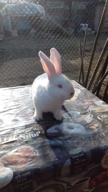 Femela uga din August 2019 - Femela Urias german alb