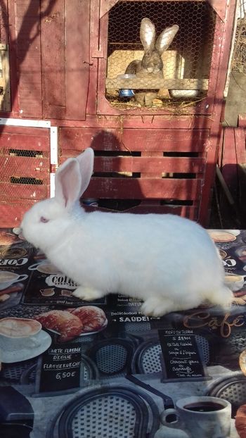  - Femela Urias german alb