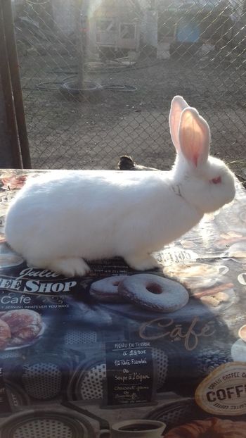  - Femela Urias german alb