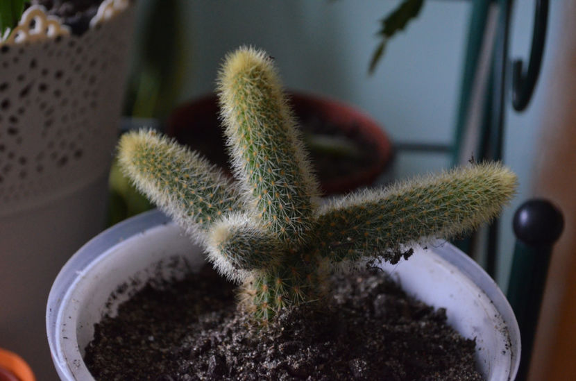  - suculente si cactusi