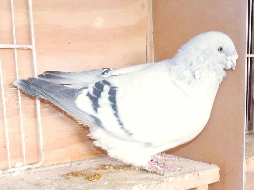 Mascul 2012 VANDUT - MASCULI PENTRU 2020