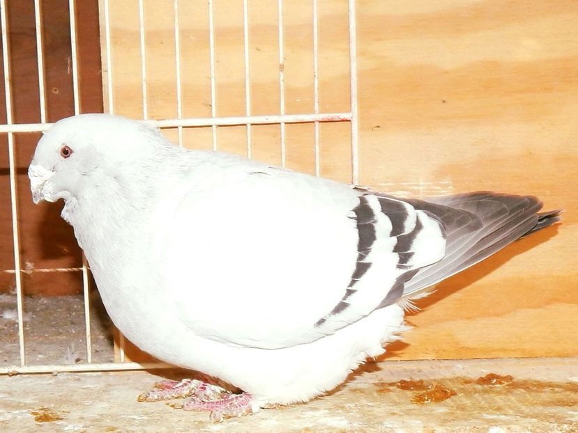 ARGO MASCUL 2012 VANDUT - MASCULI PENTRU 2020