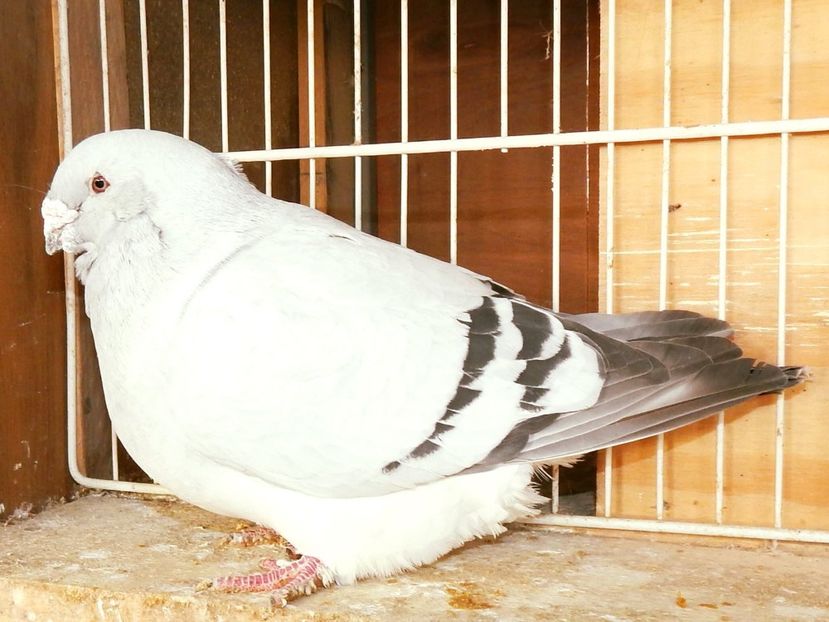 ARGO MASCUL 2012 VANDUT - MASCULI PENTRU 2020