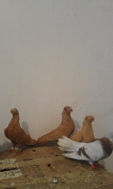 received_496464564424406 - 8-Jucatorii de Ardeal vechi