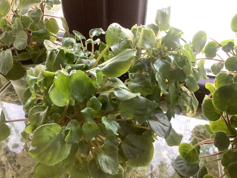 6F28D598-31CE-40A6-9CBC-15A78F9B4952 - Saintpaulia orbicularis