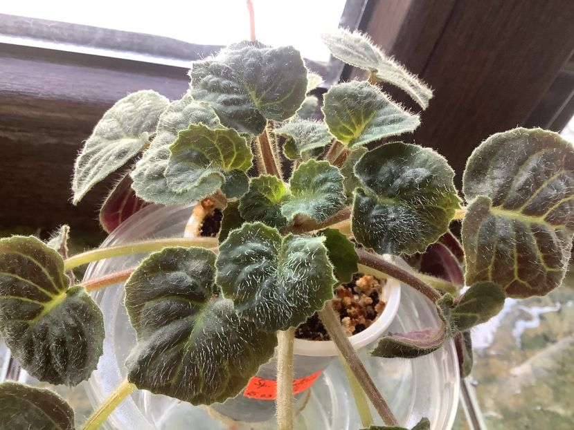 4565DEDF-87D3-4162-AAE2-C941025F51C6 - Saintpaulia ionantha subsp velutina lite