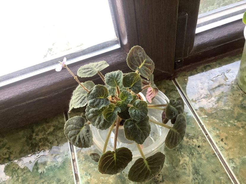 CA5D3761-BFCD-4CF3-B48C-C9AABDAED103 - Saintpaulia ionantha subsp velutina lite