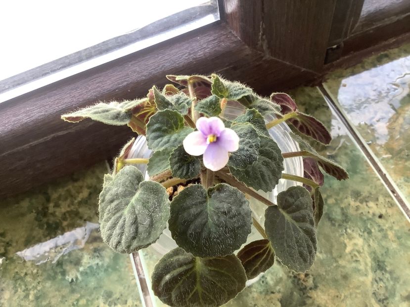 9B677A8F-DBBB-46C5-AFEA-0D8BE5C53412 - Saintpaulia ionantha subsp velutina lite