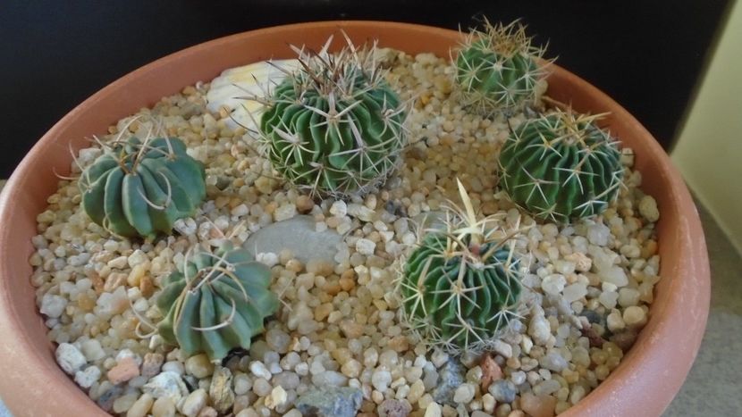 Grup de 6 Echinofossulocactus (Stenocactus) - Cactusi 2020 - catalogare 2