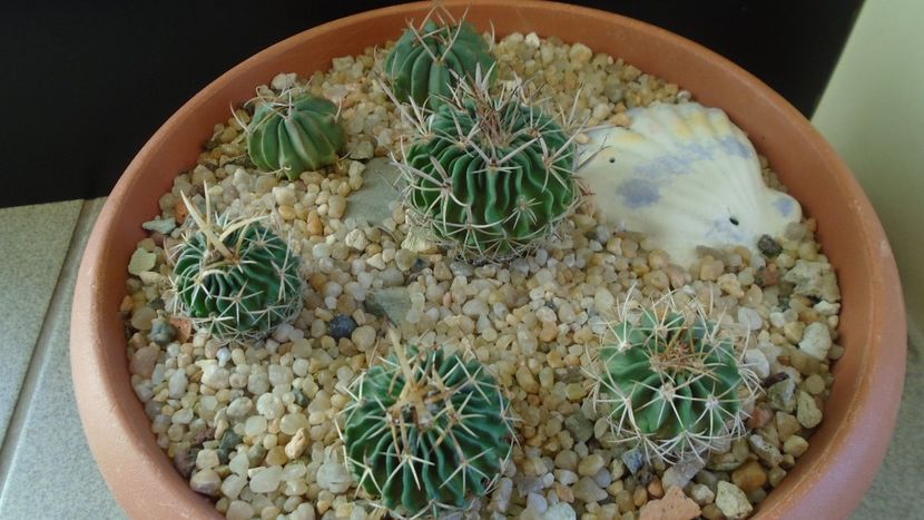 Grup de 6 Echinofossulocactus (Stenocactus) - Cactusi 2020 - catalogare 2