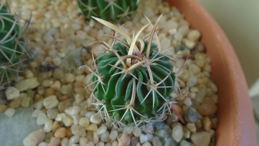 Echinofossulocactus (Stenocactus) lexarzai - Cactusi 2020 - catalogare 2