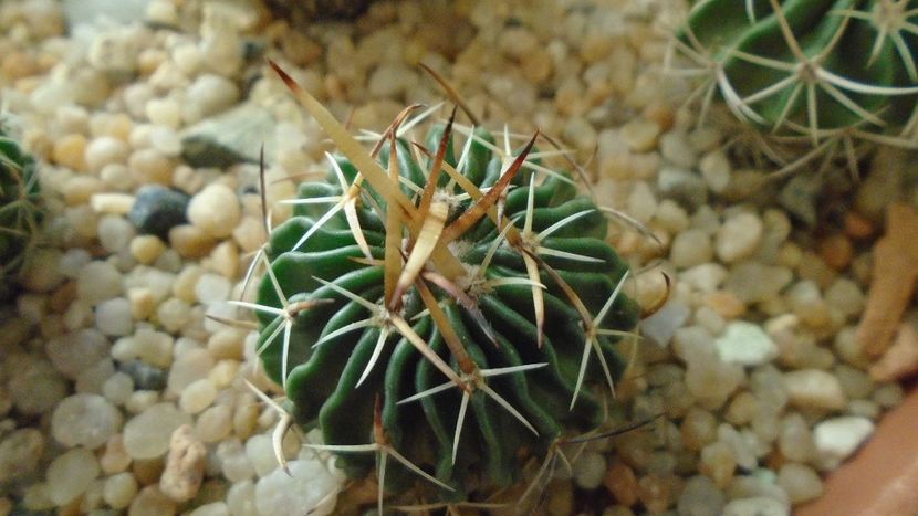Echinofossulocactus (Stenocactus) hb. coptonogonus X albatus - Cactusi 2020 - catalogare 2