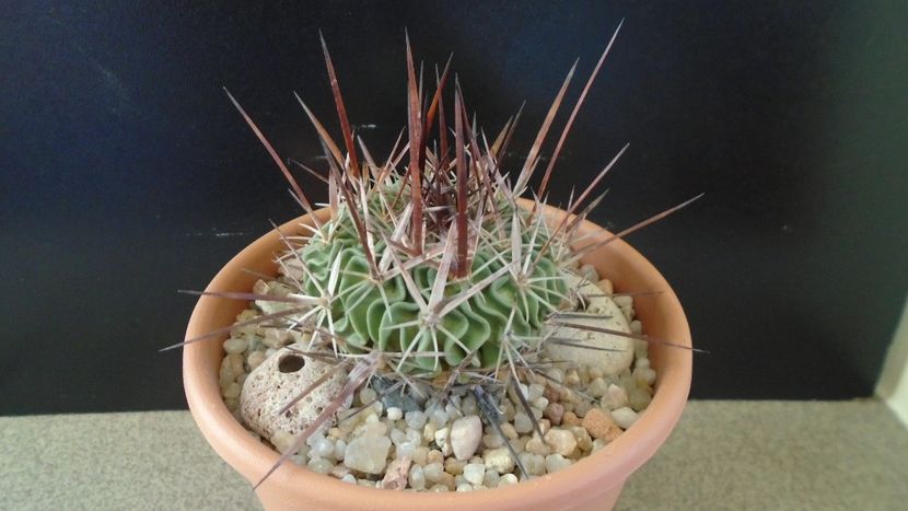 Echinofossulocactus (Stenocactus) multicostatus - Cactusi 2020 - catalogare 2