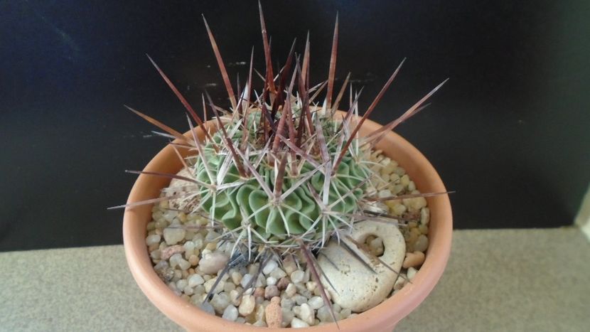 Echinofossulocactus (Stenocactus) multicostatus - Cactusi 2020 - catalogare 2