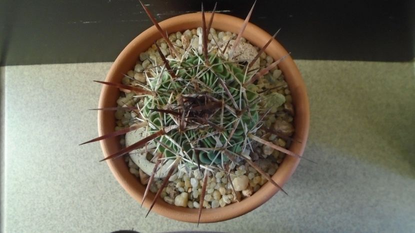 Echinofossulocactus (Stenocactus) multicostatus - Cactusi 2020 - catalogare 2