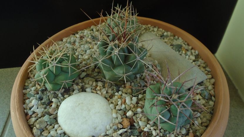 Grup de 4 Thelocactus - Cactusi 2020 - catalogare 2