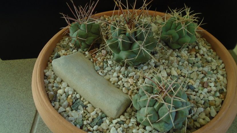 Grup de 4 Thelocactus - Cactusi 2020 - catalogare 2