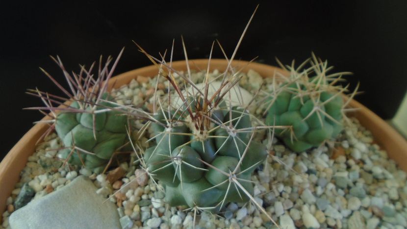 Thelocactus rinconensis,  L1006 Rinconada, NL, Mx - Cactusi 2020 - catalogare 2