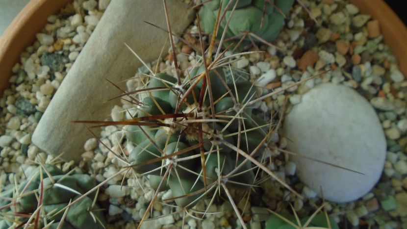 Thelocactus rinconensis,  L1006 Rinconada, NL, Mx - Cactusi 2020 - catalogare 2