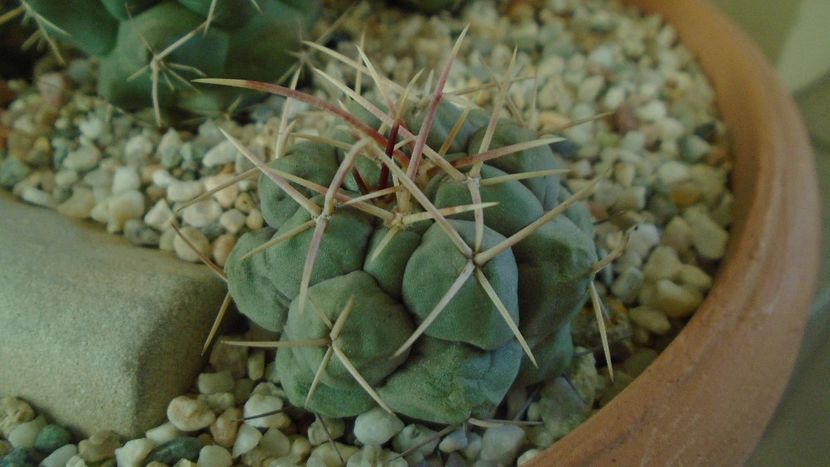 Thelocactus hexaedrophorus - Cactusi 2020 - catalogare 2