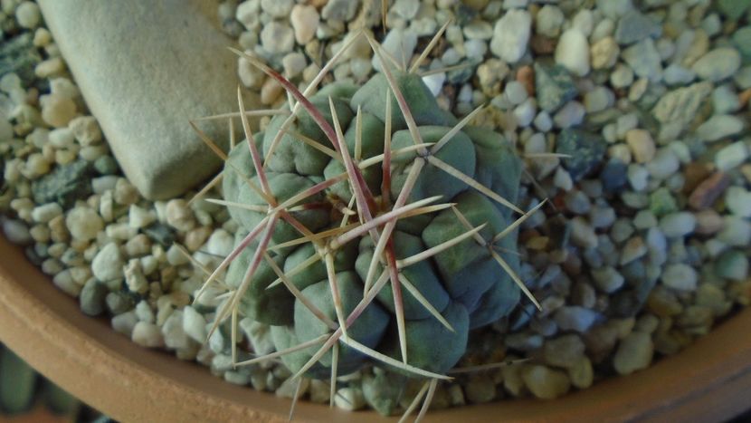 Thelocactus hexaedrophorus - Cactusi 2020 - catalogare 2