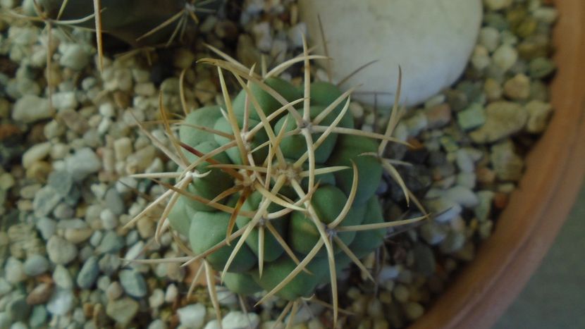Thelocactus hexaedrophorus - Cactusi 2020 - catalogare 2