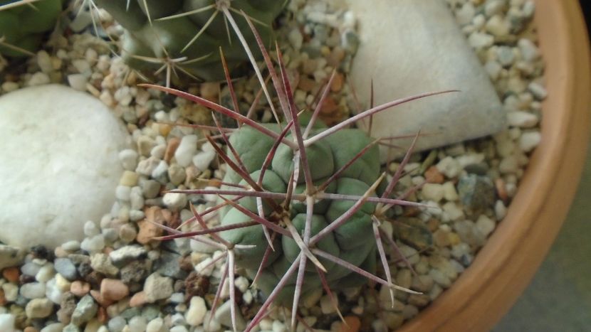 Thelocactus hexaedrophorus - Cactusi 2020 - catalogare 2