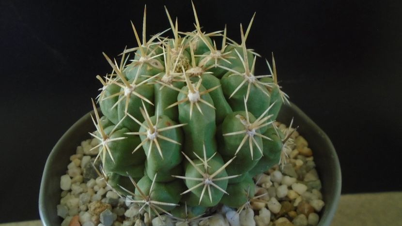 Thelocactus leucacanthus - Cactusi 2020 - catalogare 2