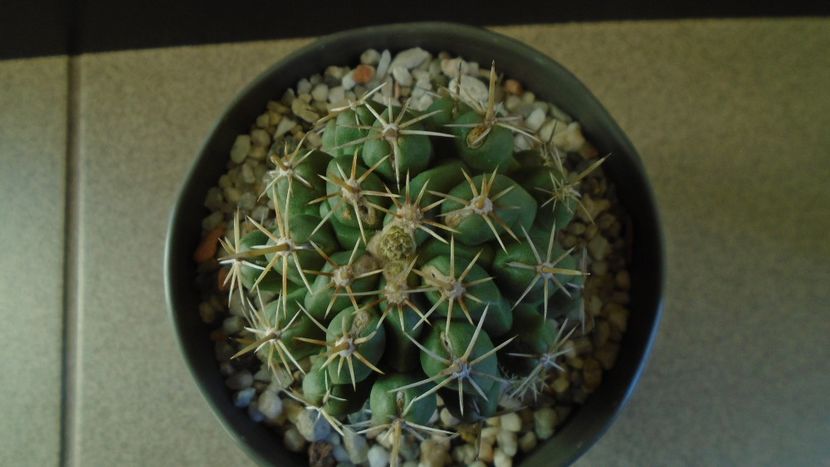 Thelocactus leucacanthus - Cactusi 2020 - catalogare 2