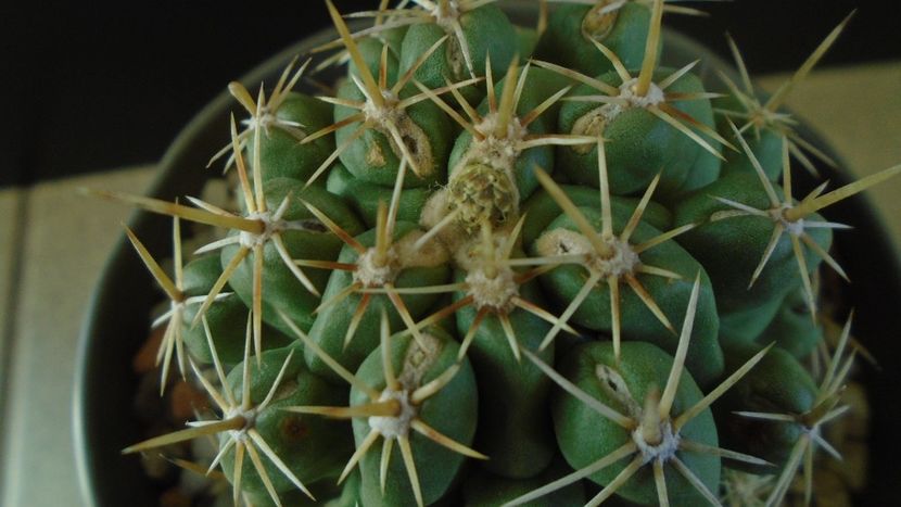 Thelocactus leucacanthus - Cactusi 2020 - catalogare 2