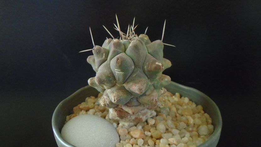 Thelocactus rinconensis ssp. multicephalus - Cactusi 2020 - catalogare 2