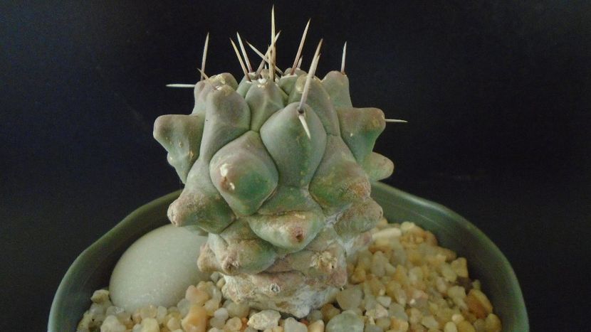 Thelocactus rinconensis ssp. multicephalus - Cactusi 2020 - catalogare 2