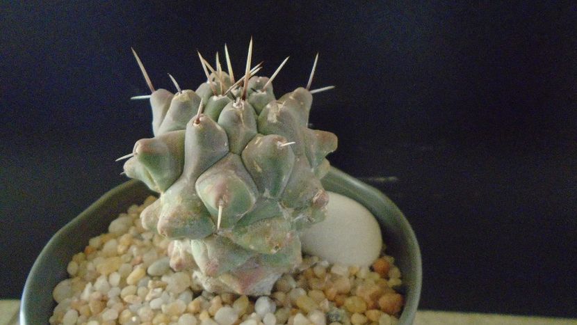 Thelocactus rinconensis ssp. multicephalus - Cactusi 2020 - catalogare 2