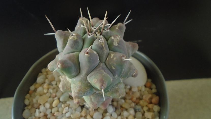 Thelocactus rinconensis ssp. multicephalus - Cactusi 2020 - catalogare 2