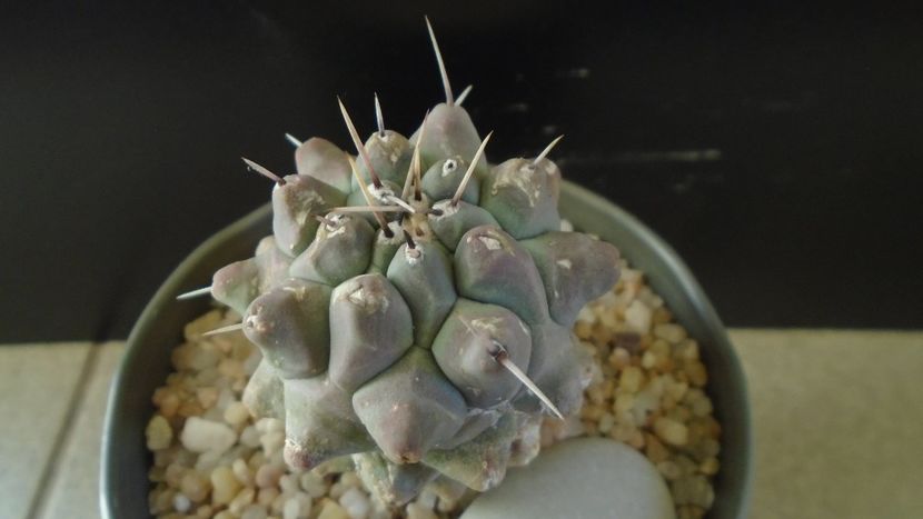 Thelocactus rinconensis ssp. multicephalus - Cactusi 2020 - catalogare 2