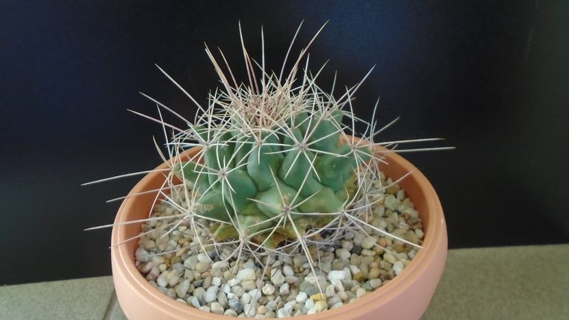 Thelocactus tulensis - Cactusi 2020 - catalogare 2