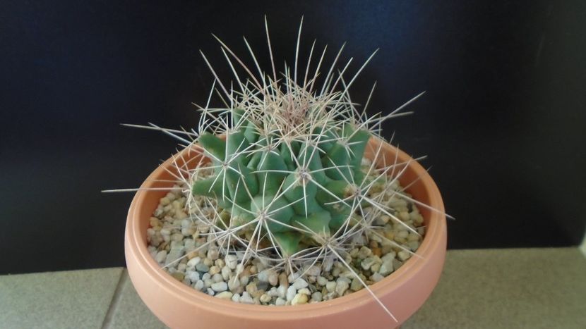 Thelocactus tulensis - Cactusi 2020 - catalogare 2