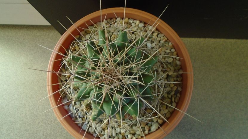 Thelocactus tulensis - Cactusi 2020 - catalogare 2