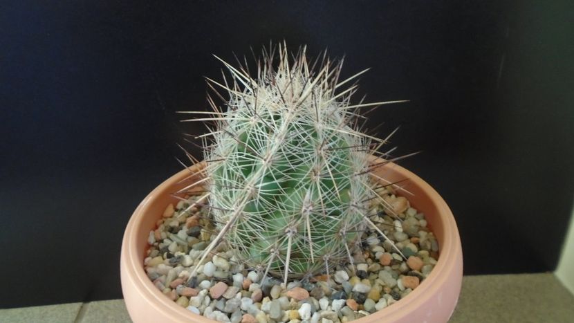 Thelocactus lausseri - Cactusi 2020 - catalogare 2